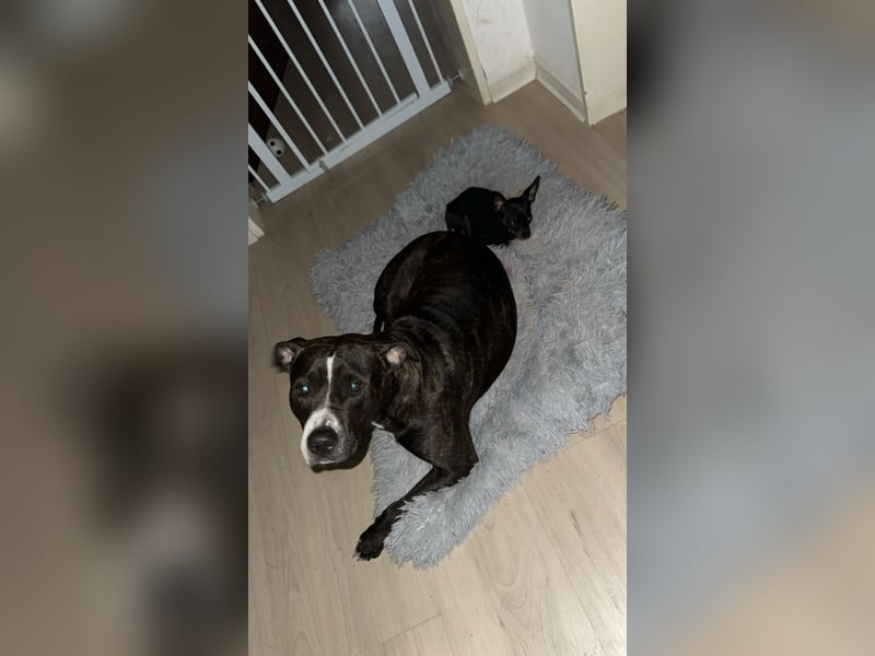 Bully Mischling Weibchen
