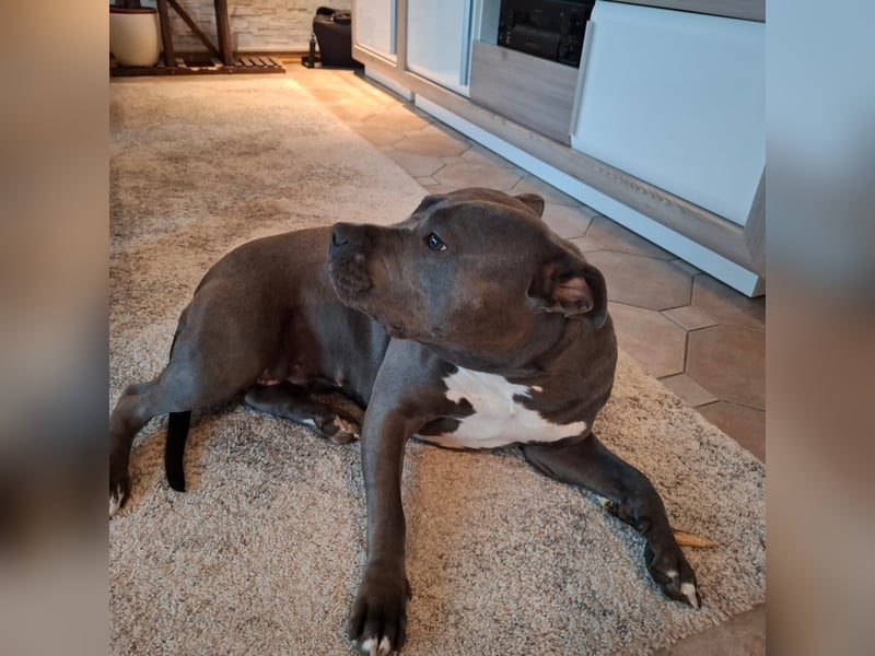American Staffordshire Terrier, Hündin