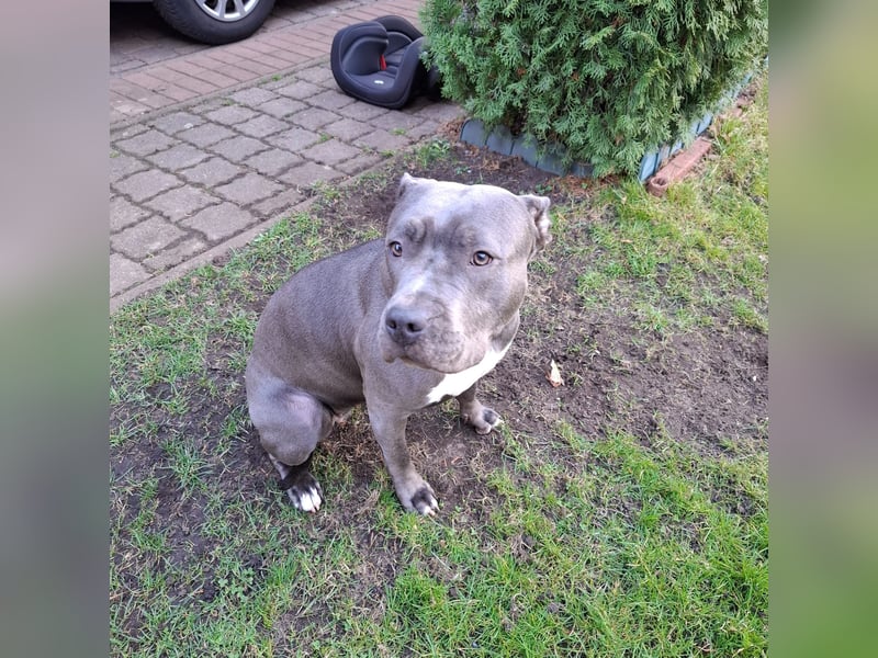 American Staffordshire Terrier, Hündin