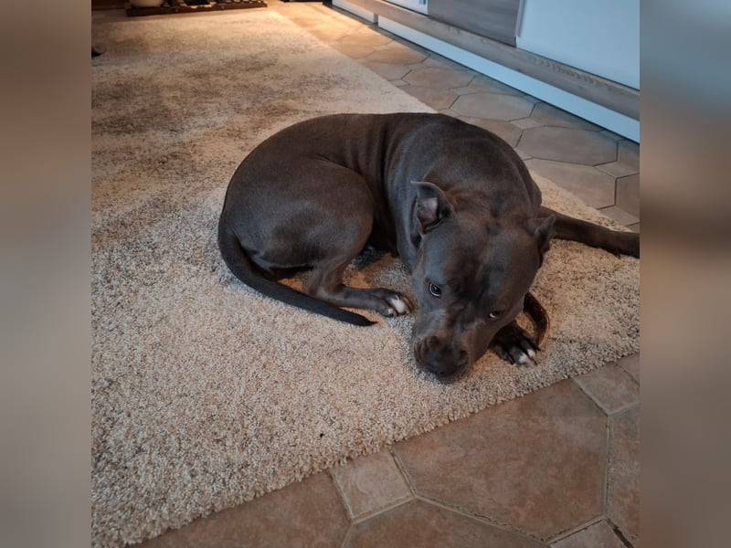 American Staffordshire Terrier, Hündin
