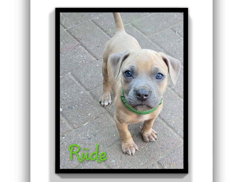 American Staffordshire Amstaff 7 Wochen alt