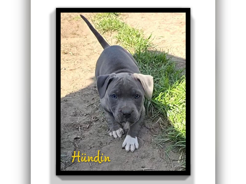 American Staffordshire Amstaff 7 Wochen alt