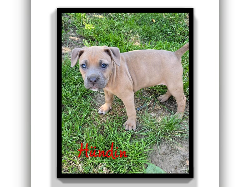 American Staffordshire Amstaff 7 Wochen alt