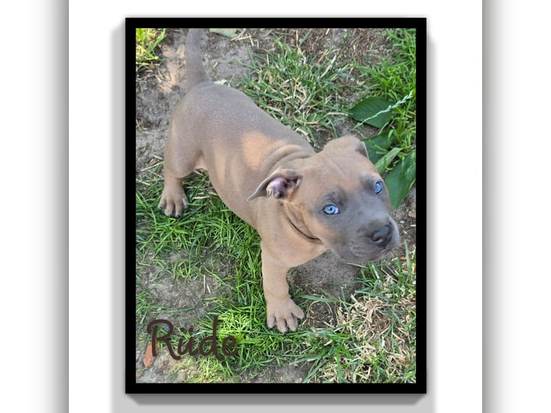 American Staffordshire Amstaff 7 Wochen alt