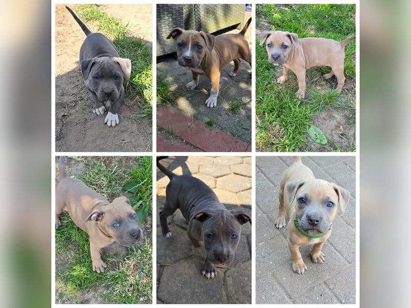 American Staffordshire Amstaff 7 Wochen alt