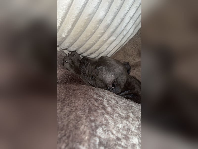 Amstaff Welpe 2,5 Monate