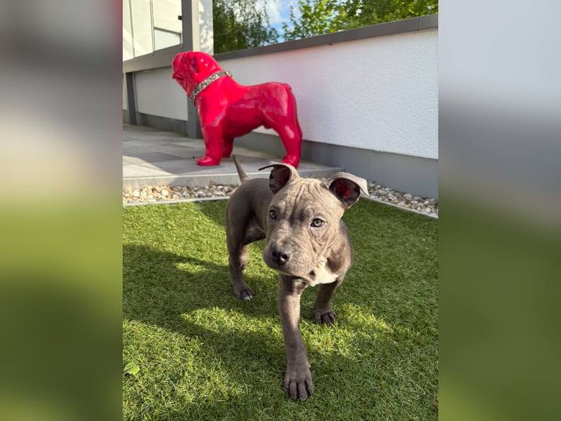Amstaff Welpen 2,5 Monate