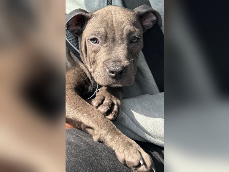 Amstaff Welpen 2,5 Monate