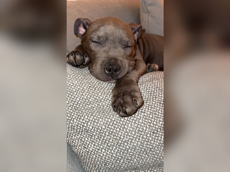 Amstaff Welpen 2,5 Monate