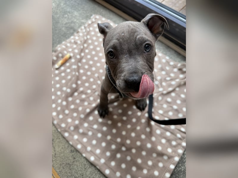 Amstaff Welpe 2,5 Monate