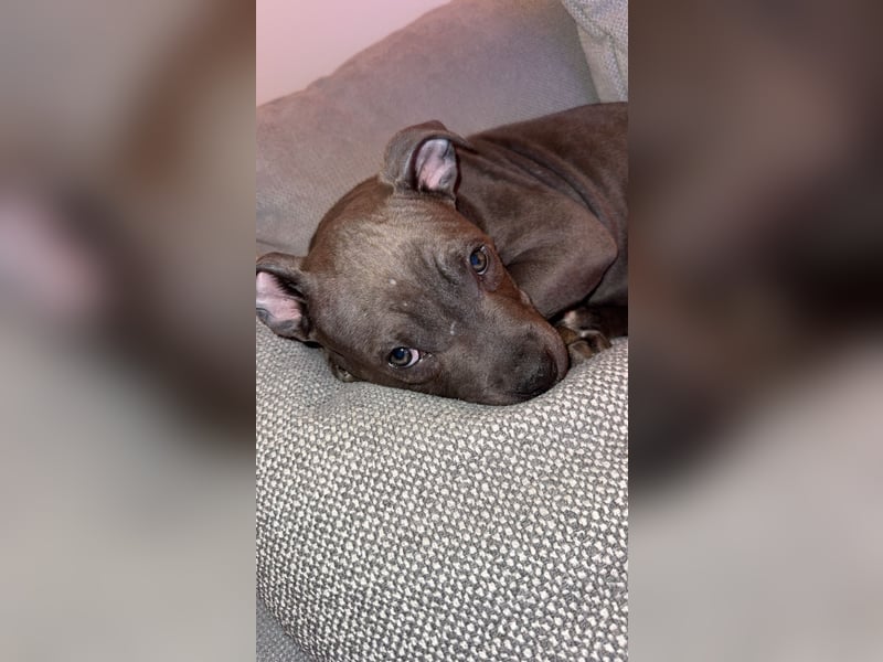 Amstaff Welpe 2,5 Monate
