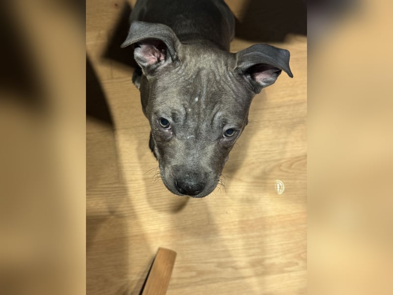 Amstaff Welpe 2,5 Monate