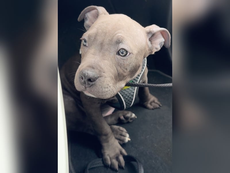 Amstaff Welpe 2,5 Monate