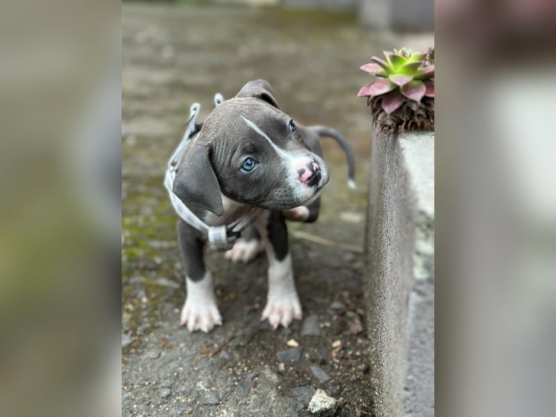 American staffordshire terrier Amstaff Hündin
