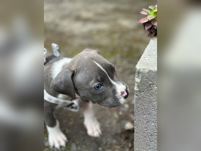 American staffordshire terrier Amstaff Hündin