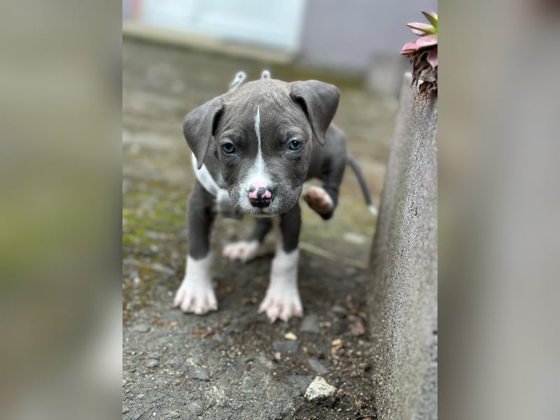 American staffordshire terrier Amstaff Hündin