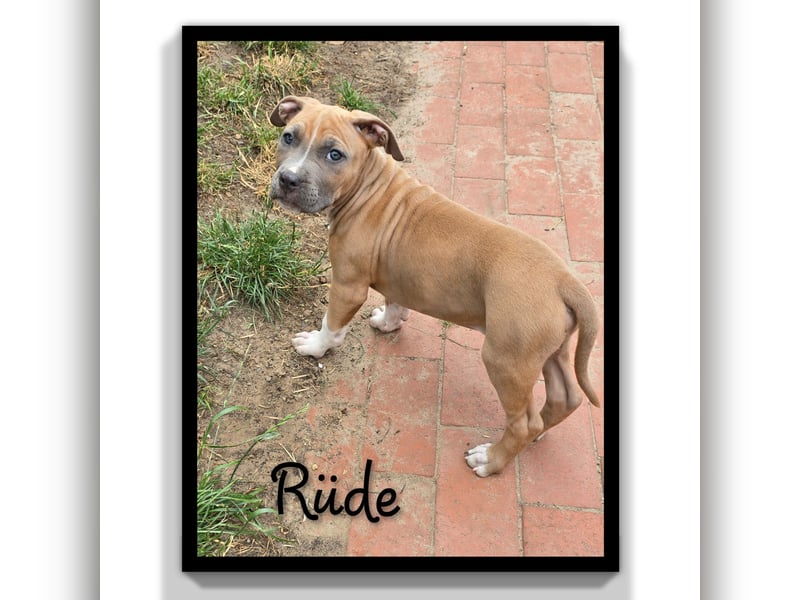 American Staffordshire Amstaff 9 Wochen