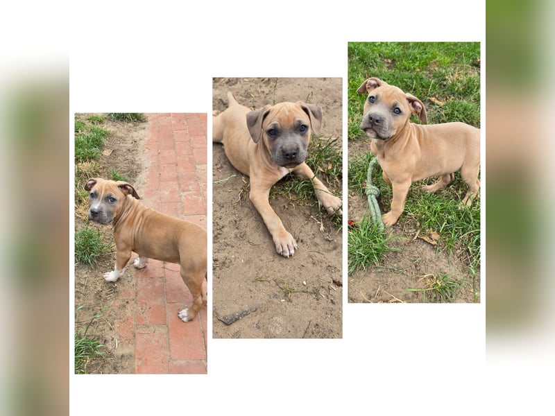 American Staffordshire Amstaff 9 Wochen