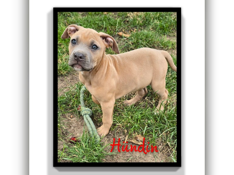 American Staffordshire Amstaff 9 Wochen