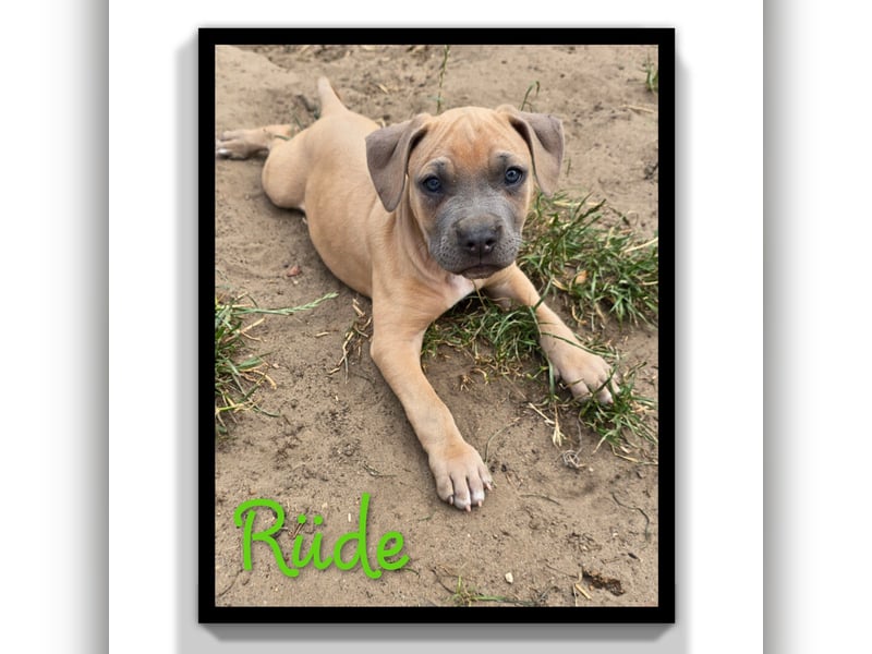 American Staffordshire Amstaff 9 Wochen
