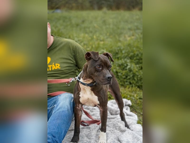 Katica, Knuschkugel  leider nur für A/CH/NL/SWE