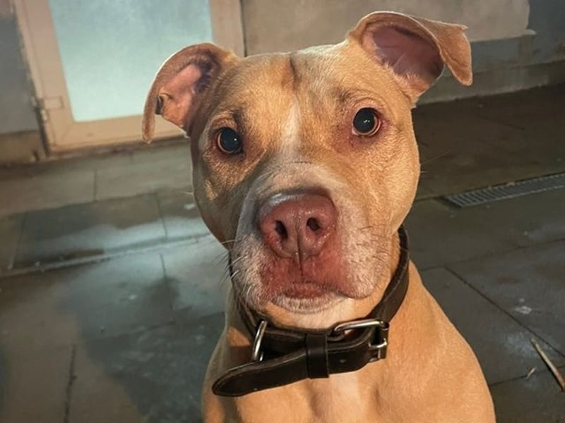 Mira, Am.Staffordshire Terrier, geb. 2017, freundl. Hündin, gern Einzelplatz