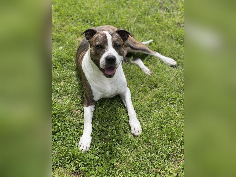 Amstaff-Pitbull-Mix Hündin sucht End- oder Pflegestelle!
