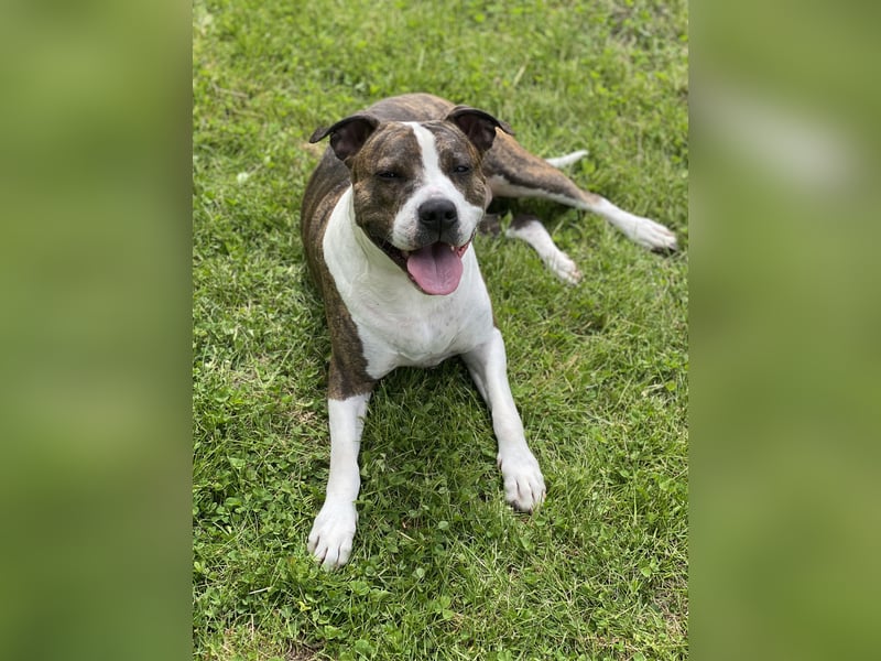 Amstaff-Pitbull-Mix Hündin sucht End- oder Pflegestelle!