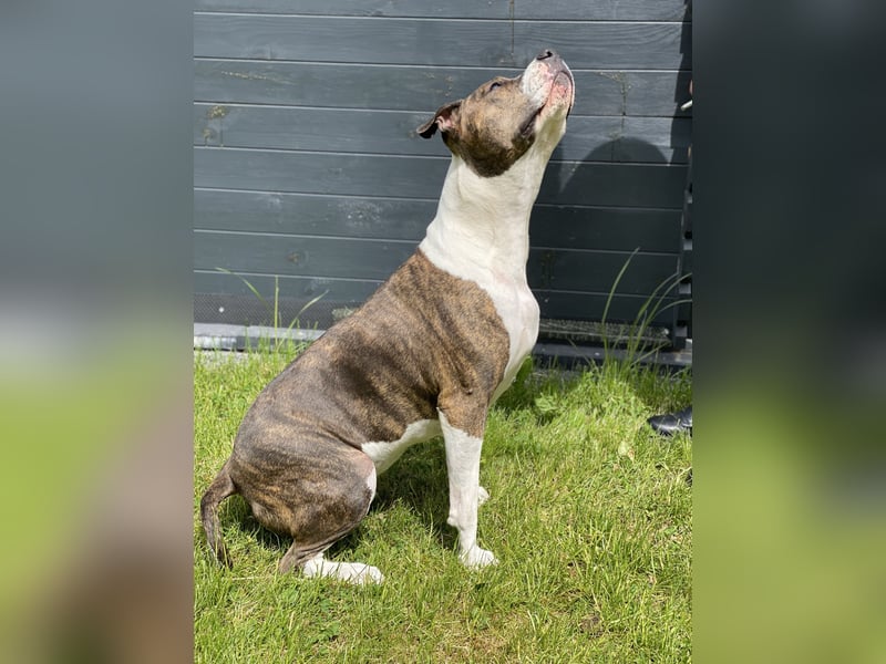 Amstaff-Pitbull-Mix Hündin sucht End- oder Pflegestelle!
