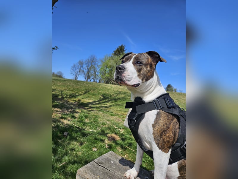 Amstaff-Pitbull-Mix Hündin sucht End- oder Pflegestelle!
