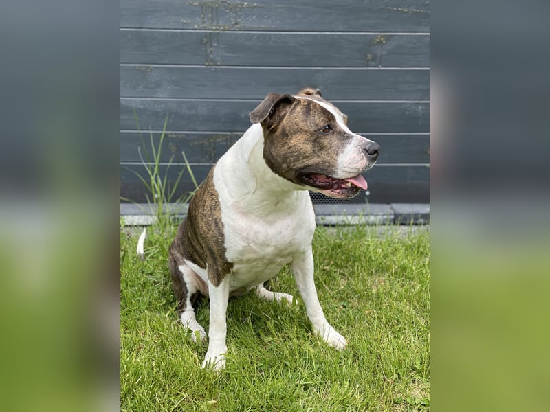 Amstaff-Pitbull-Mix Hündin sucht End- oder Pflegestelle!