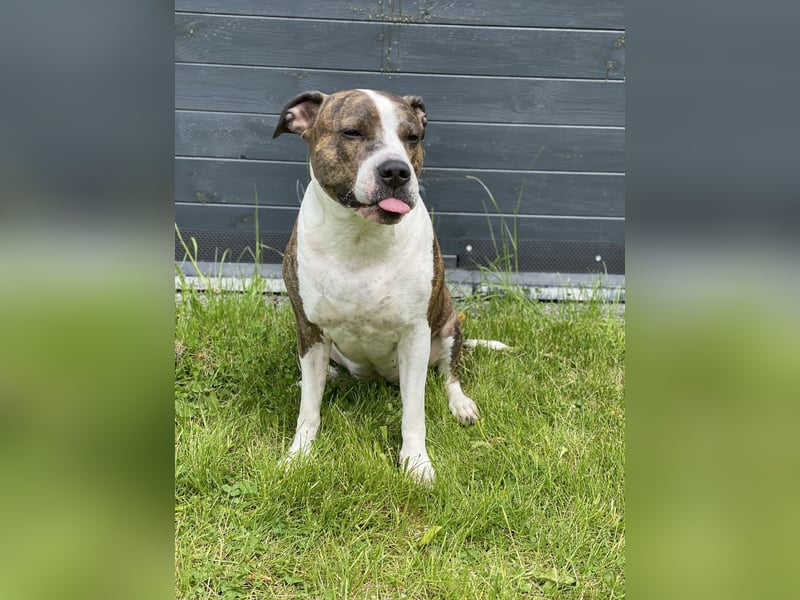 Amstaff-Pitbull-Mix Hündin sucht End- oder Pflegestelle!
