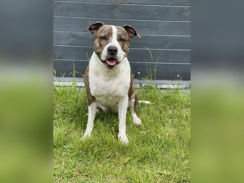 Amstaff-Pitbull-Mix Hündin sucht End- oder Pflegestelle!