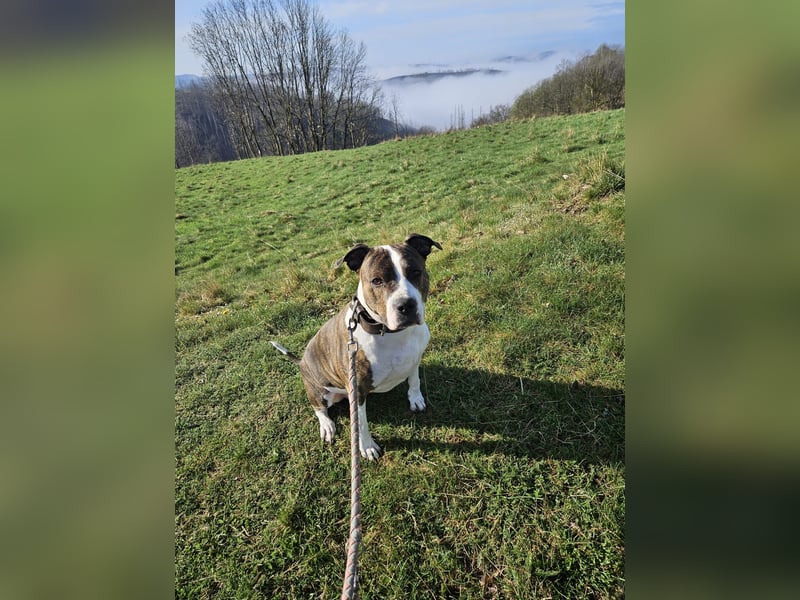 Amstaff-Pitbull-Mix Hündin sucht End- oder Pflegestelle!