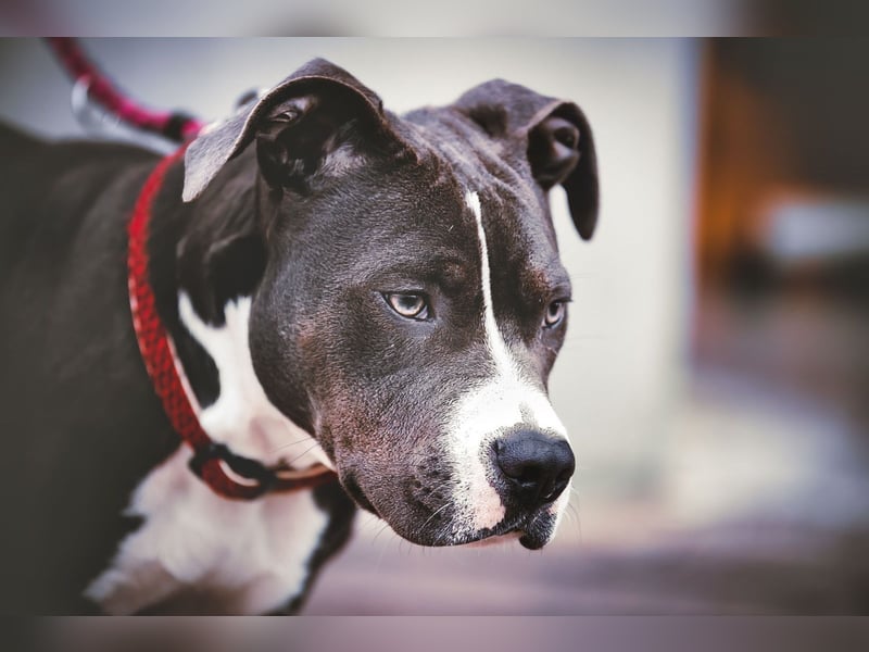 Amstaff Hündin