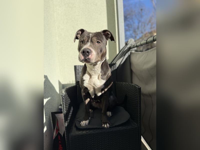 Amstaff Hündin