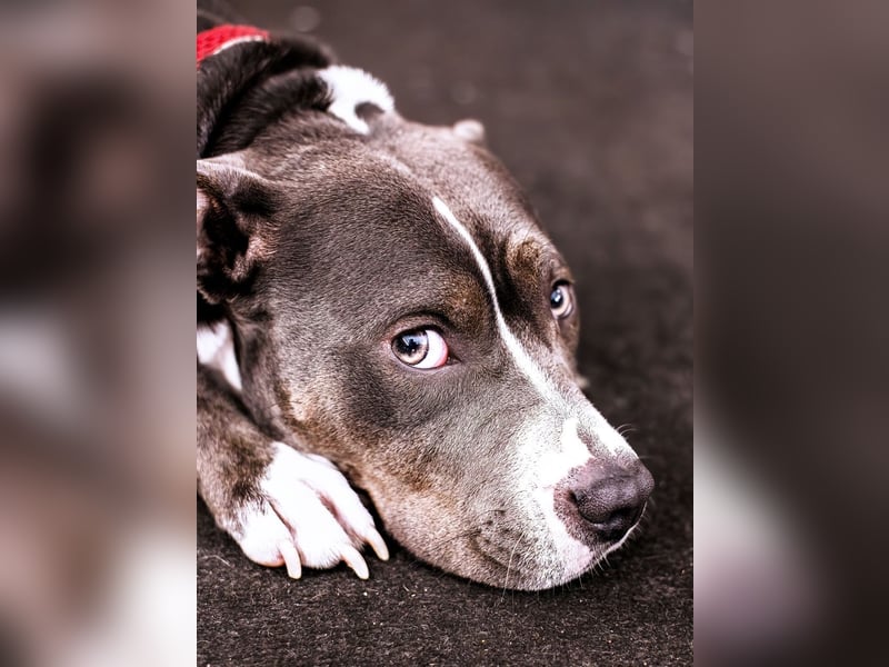 Amstaff Hündin
