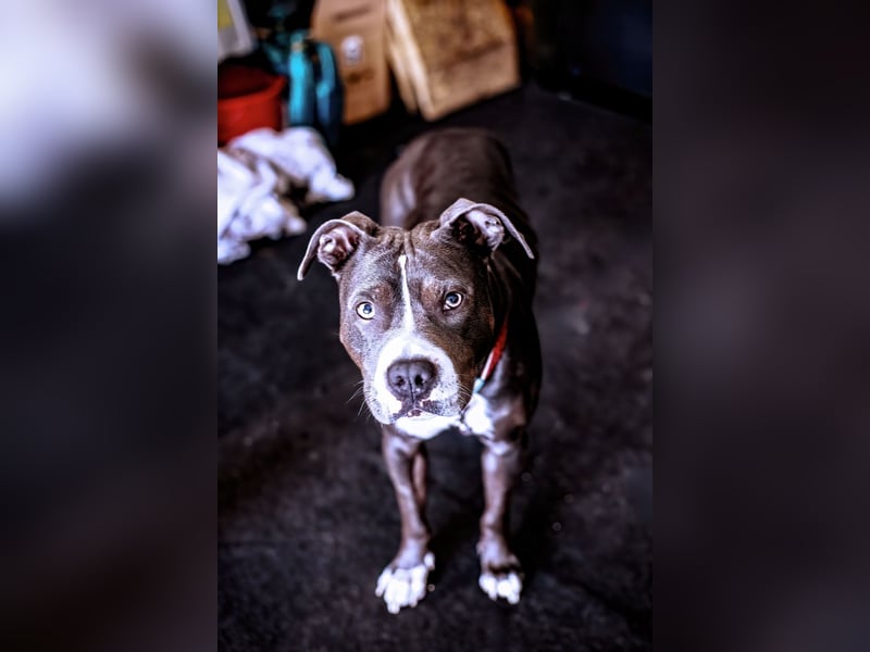 Amstaff Hündin