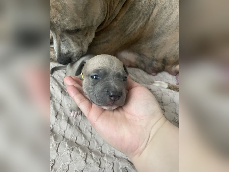 Amstaff x Pitbull Welpe
