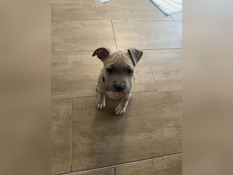 Amstaff x Pitbull Welpe