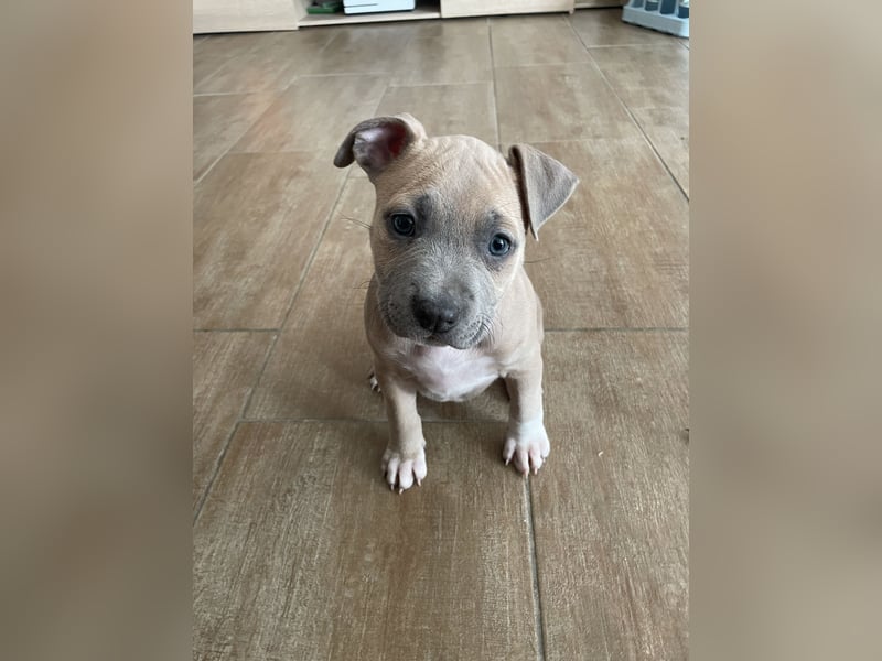 Amstaff x Pitbull Welpe