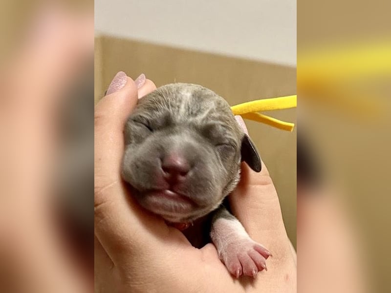 Amstaff x Pitbull Welpe