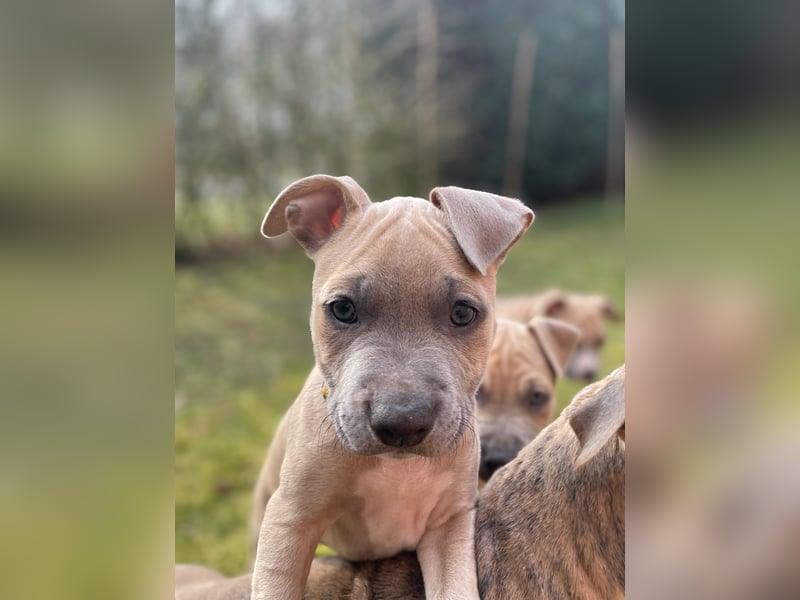 Amstaff x Pitbull Welpe