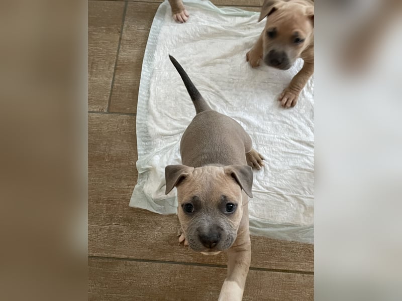 Amstaff x Pitbull Welpe