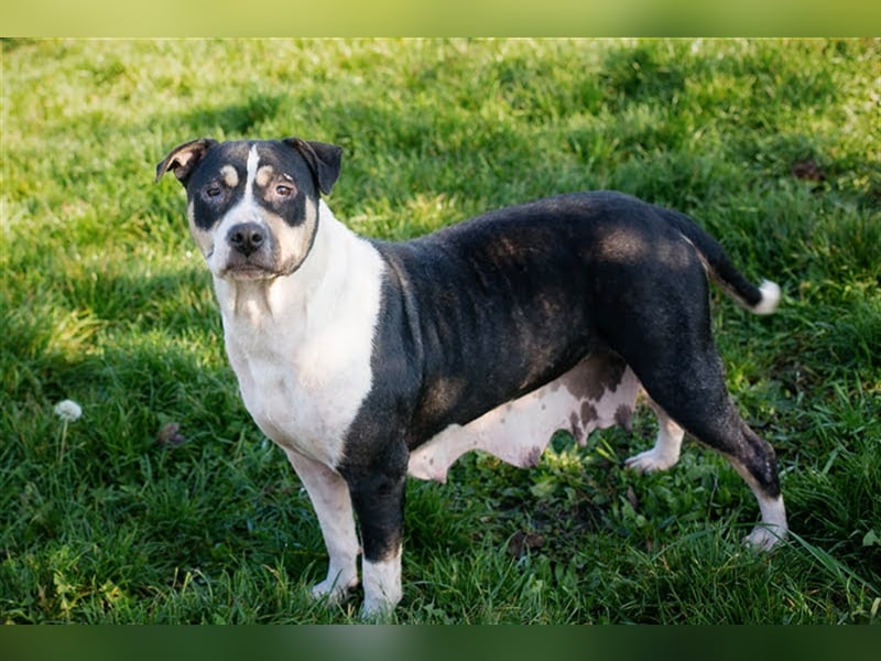 SAMY - Kenner gesucht