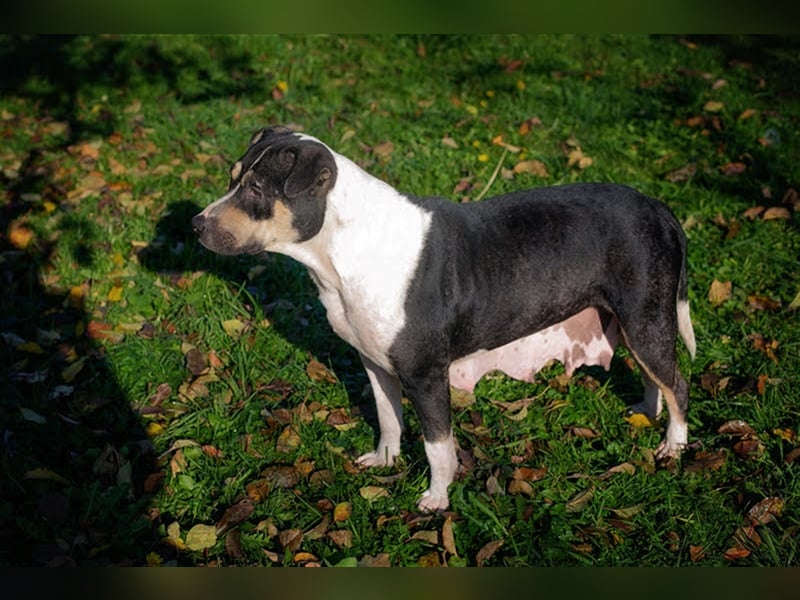 SAMY - Kenner gesucht