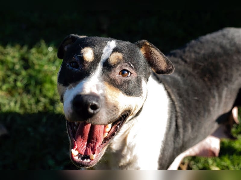 SAMY - Kenner gesucht