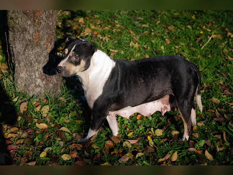 SAMY - Kenner gesucht