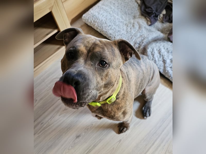 Baxx sucht ein neues Zuhause