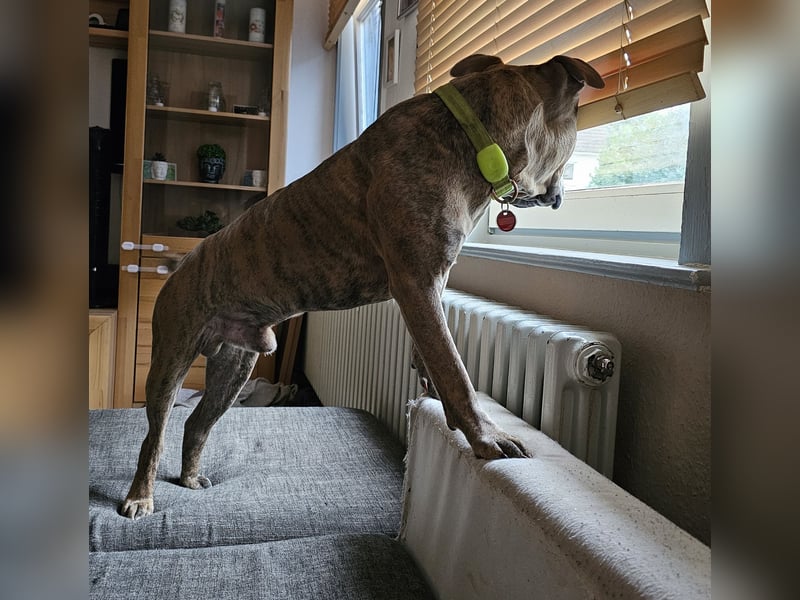 Baxx sucht ein neues Zuhause